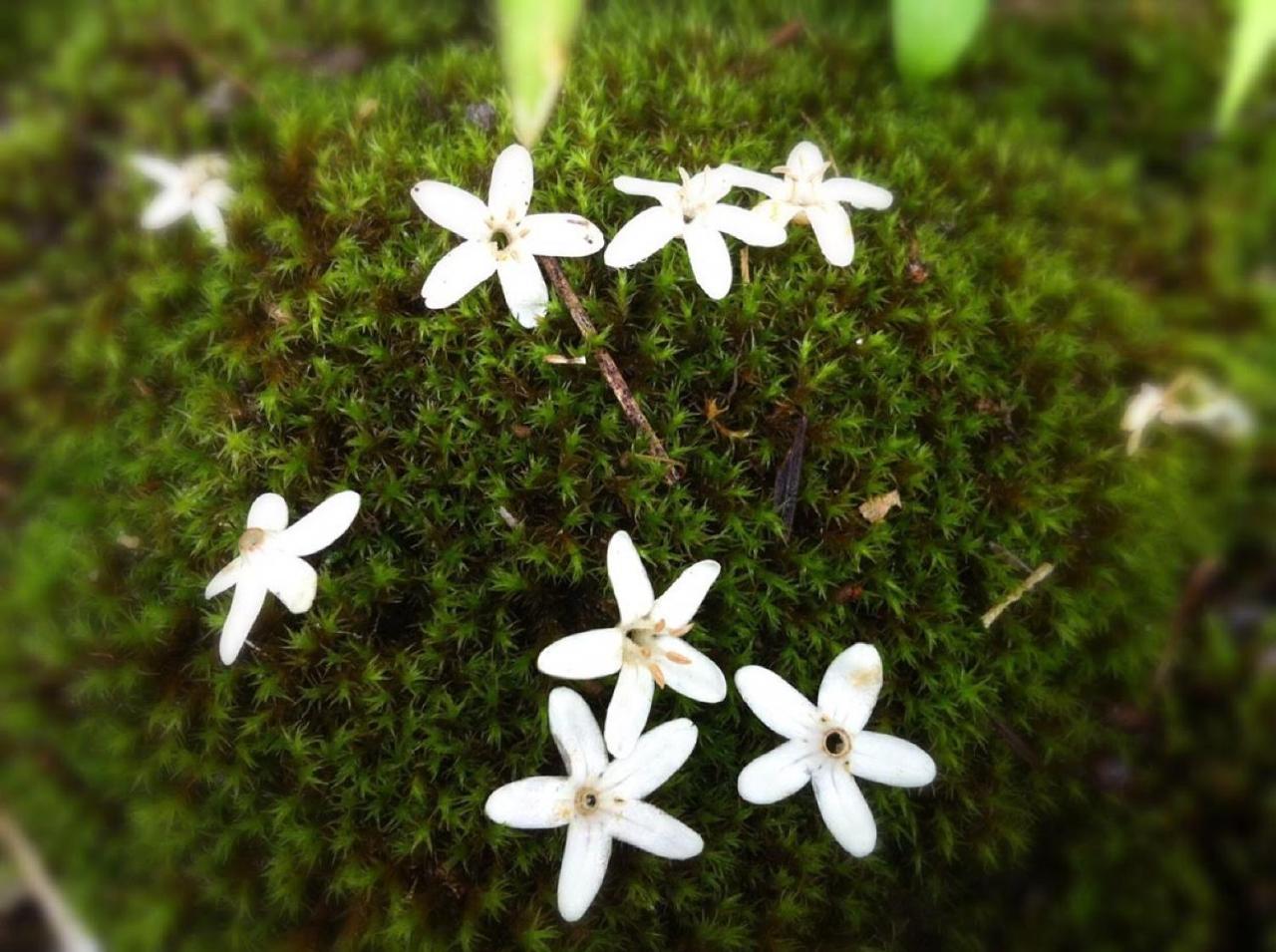 Pension Wildflowers Tateshina  Exterior photo